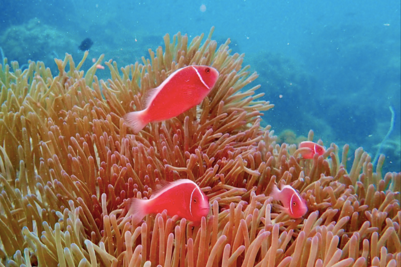 Pro-Guided Coral Reef Diving Experience