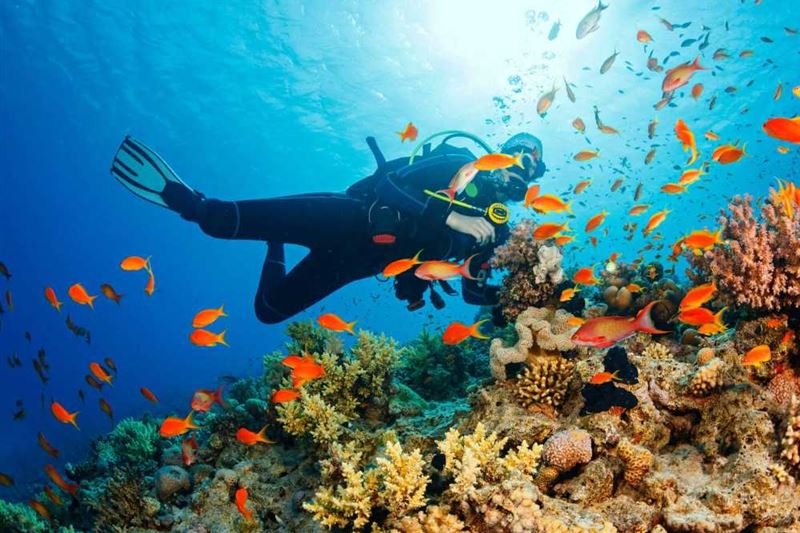 Pro-Guided Coral Reef Diving Experience